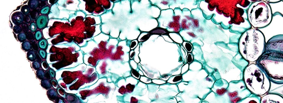 cell cutaway - microscopic view