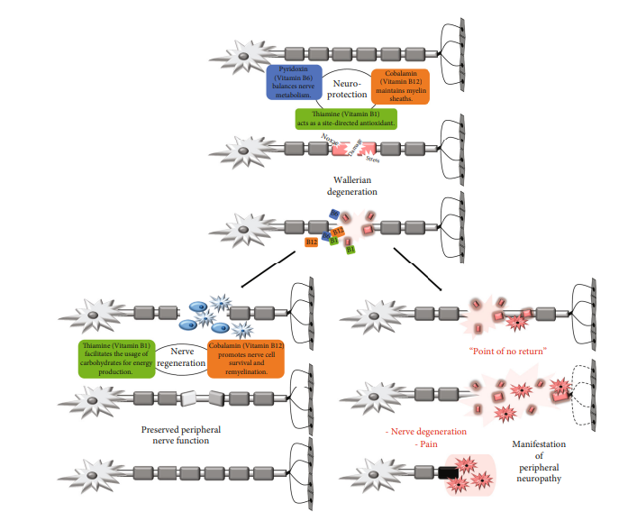 B vitamins can prevent peripheral neuropathy
