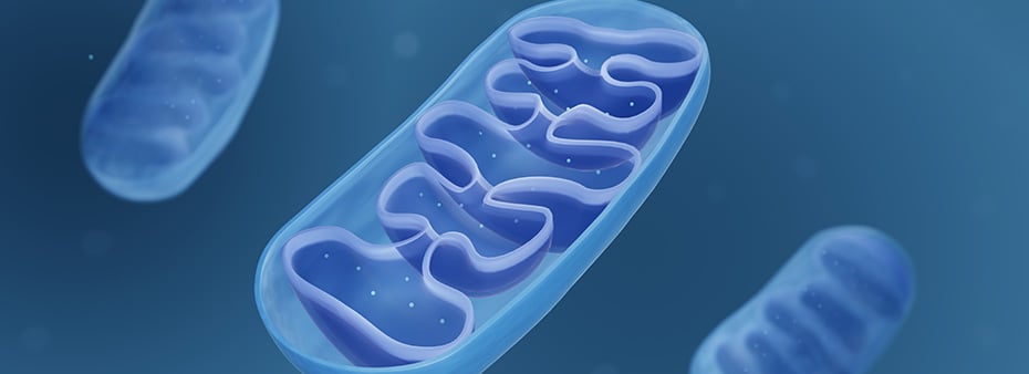 Mitochondria: The Forgotten Cause of Cardiovascular Disease