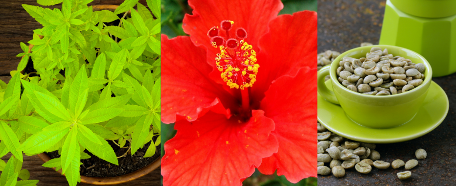 Lemon verbena, hibiscus, green coffee bean